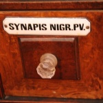 Synapis nigr. pv.